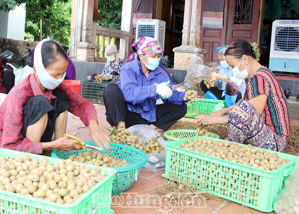 Xuất khẩu 1,5 tấn nhãn đầu tiên vào thị trường châu Âu, EU và Vương quốc Anh